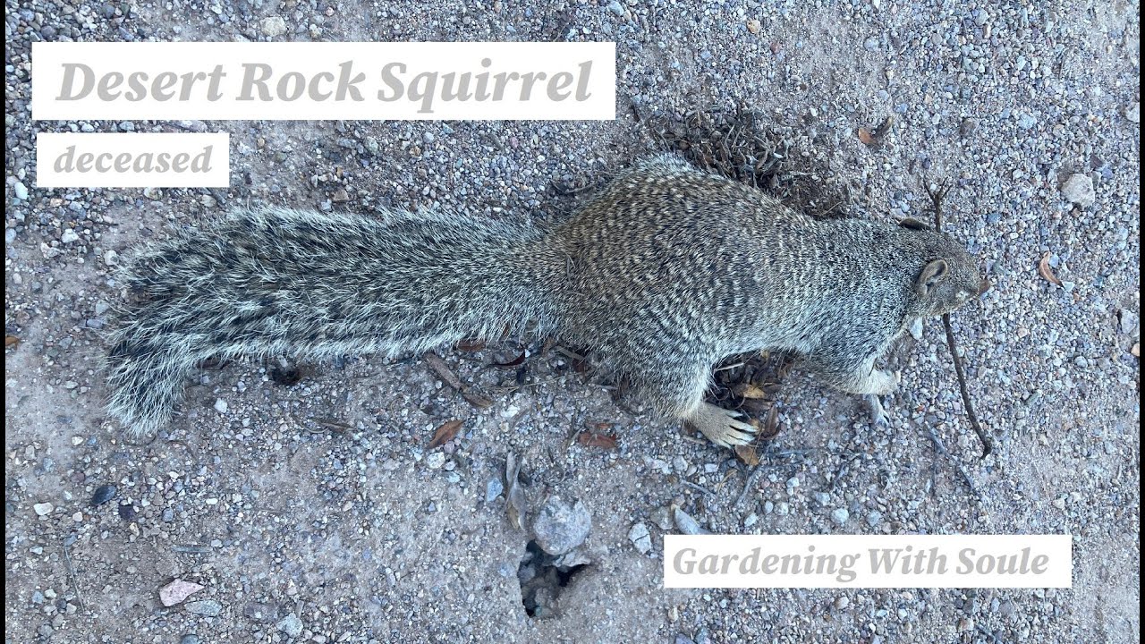 Rock Squirrel - He 