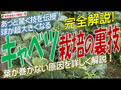 園芸 観賞用キャベツ
