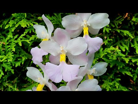 Cuitlauzina pendula неймовірний Онцидіум з чудовими квітами. Доляд та утримання Орхідеї.