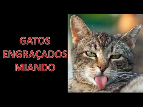 Download GATO MIANDO , Gatos mp3 free and mp4
