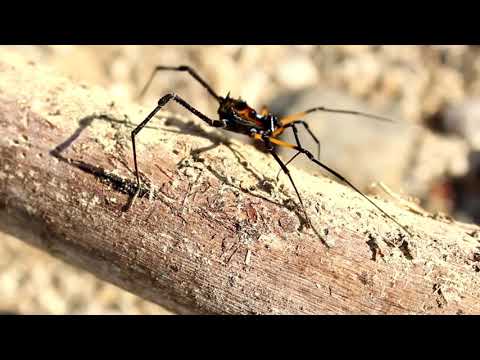 FREEDIO: "spider" royalty free HD stock video footage