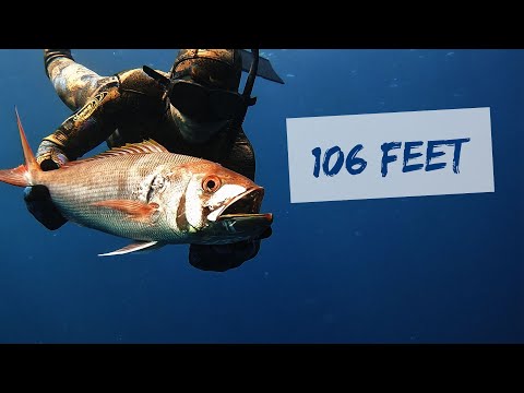 SPEARFISHING JOBFISH AT 106 FT [Blue Water Spearfishing]