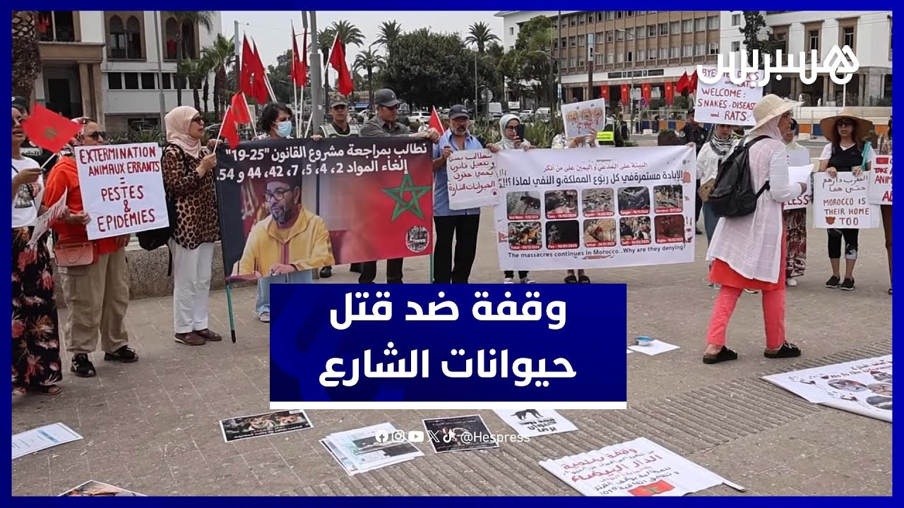 حقوقيون يحتجون بالدار البيضاء  ضد مشروع قانون يجرم إطعام حيوانات الشارع thumbnail