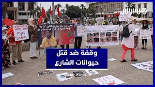 حقوقيون يحتجون بالدار البيضاء  ضد مشروع قانون يجرم إطعام حيوانات الشارع thumbnail