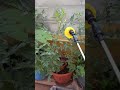 பஞ்சகாவ்யா தெளிப்பு Panchakavya Fertilizer Spray Liquidfertilize