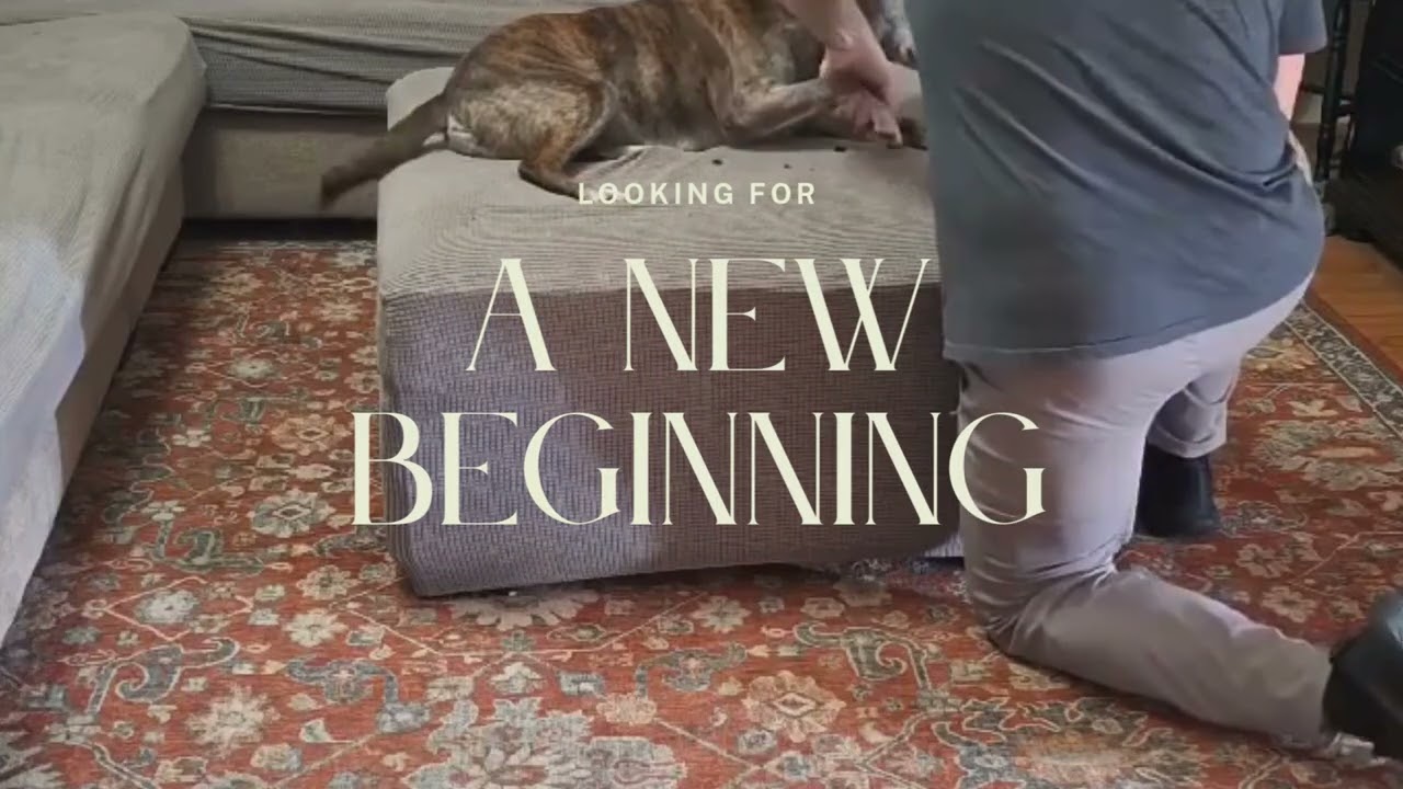 Enlarge Gretchen, a ADOPTABLE mixed breed in Mount Holly, NJ video 5/6