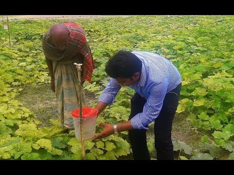 সারে চার বিঘা জমিতে মিষ্টি কুমড়া চাষে আয় তিন লক্ষ টাকা (পর্ব-০১)