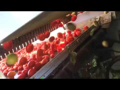 Part of a video titled How a Green Tomato Sorter Works | The Henry Ford's Innovation Nation
