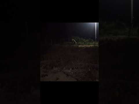 imagens verídica! Ocorrido na zona rural de Olho d'água das flores -AL Quem Acha que é IA?