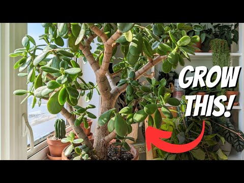 Wie man einen Jadebaum großzieht | 5 wichtige Tipps