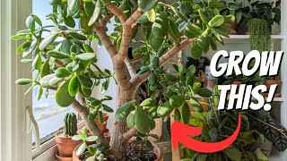 how to grow a jade into a tree | 5 IMPORTANT TIPS