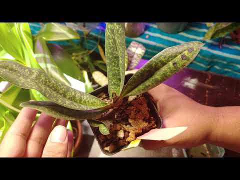 Slipper Orchids update 2/15/20
