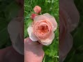 Juliet Rose Bloom #gardenflowers #garden #gardenroses #flowers #outdoorplants #roses #gardenrose