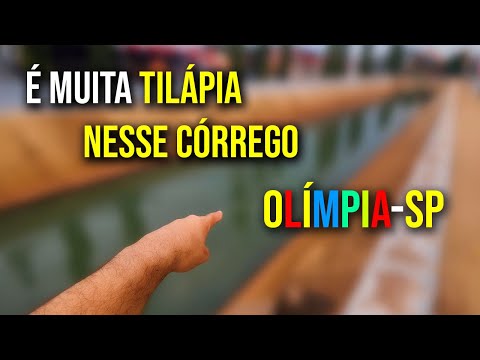 É Muita TILÁPIA em um Córrego Raso em OLÍMPIA-SP.
