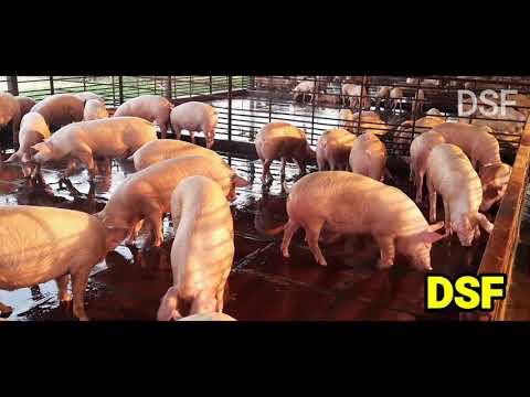 Lean meat female pig farming, devsatya farms pvt.ltd