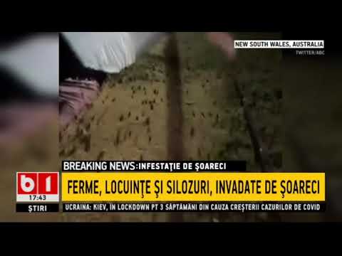 AUSTRALIA - FERME, LOCUINTE SI SILOZURI, INVADATE DE SOARECI_Stiri b1_19 martie 2021