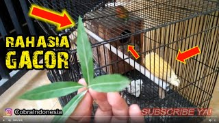 Download lagu RAHASIA LOVEBIRD GACOR PEMULA WAJIB TAU mp3