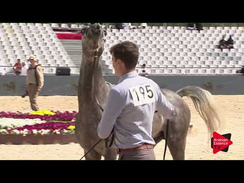 N.195 DINAR AL ERDH - Asharqia Classic 2018