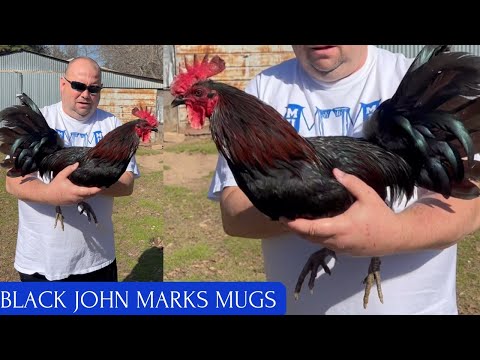 TEXAS ✅ Black Marks Mugs Asil Hatch Kelso - Beautiful Birds John Marks Mugs Farm