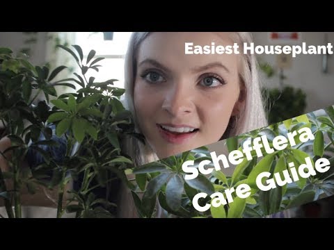 , title : 'Schefflera Care Guide (Easiest houseplant, the underrated dwarf umbrella tree)'