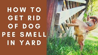 How To Get Rid Of Dog Pee Smell In Yard