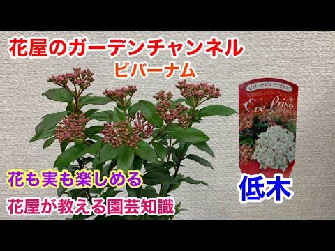 園芸 スノーボール、ガマズミ属の帯
