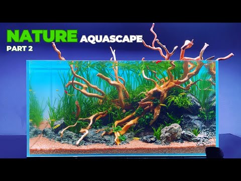 How To Make a Planted Tank Low Budget for Beginner 2024 Aquascape Tutorial Part 2