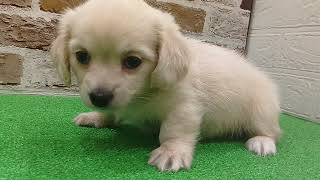 ハーフ犬の動画01