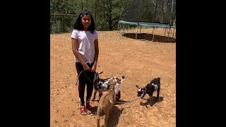 Walking Goats on a Halter - Training Goats to walk by Tharani!