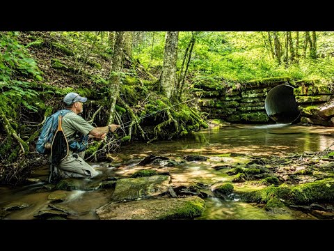 This Small Stream was AMAZING!  (Fly fishing for Wild Brook Trout in the Catskills of NY)