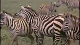 Carpenters-Bless-the-beasts-and-children