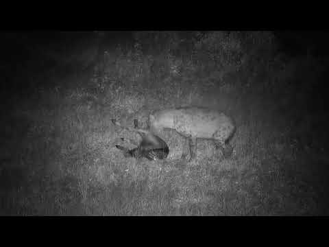 Djuma: Hyena finds dead Wildebeest calf-two others also come for dinner - 03:40 - 12/16/20