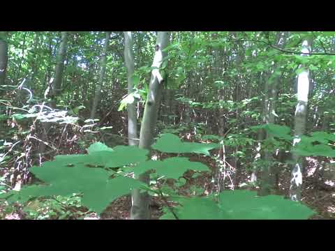 Lucrări de curățiri în Suceava la Ocolul Silvic Solca din cadrul Romsilva