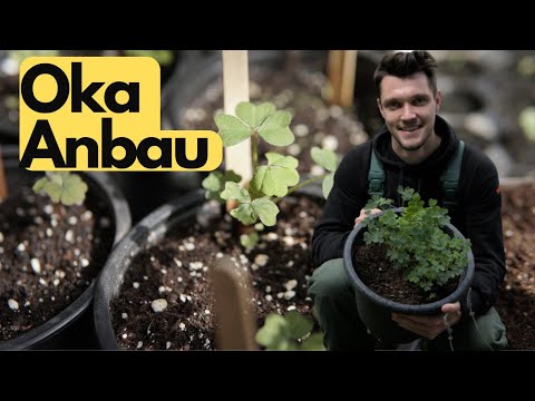 SAUERKLEE von Aussaat bis Ernte- Oka Anbau in Deutschland