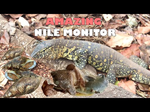 Biggest Nile monitor caught on camera present at jozani Zanzibar