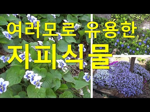 , title : '여러모로 유용한 지피식물! Ground cover plants useful in many ways!'