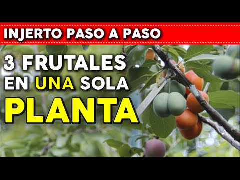 Expert teaches us how to GRAFTING FRUIT TREES - What they never told you