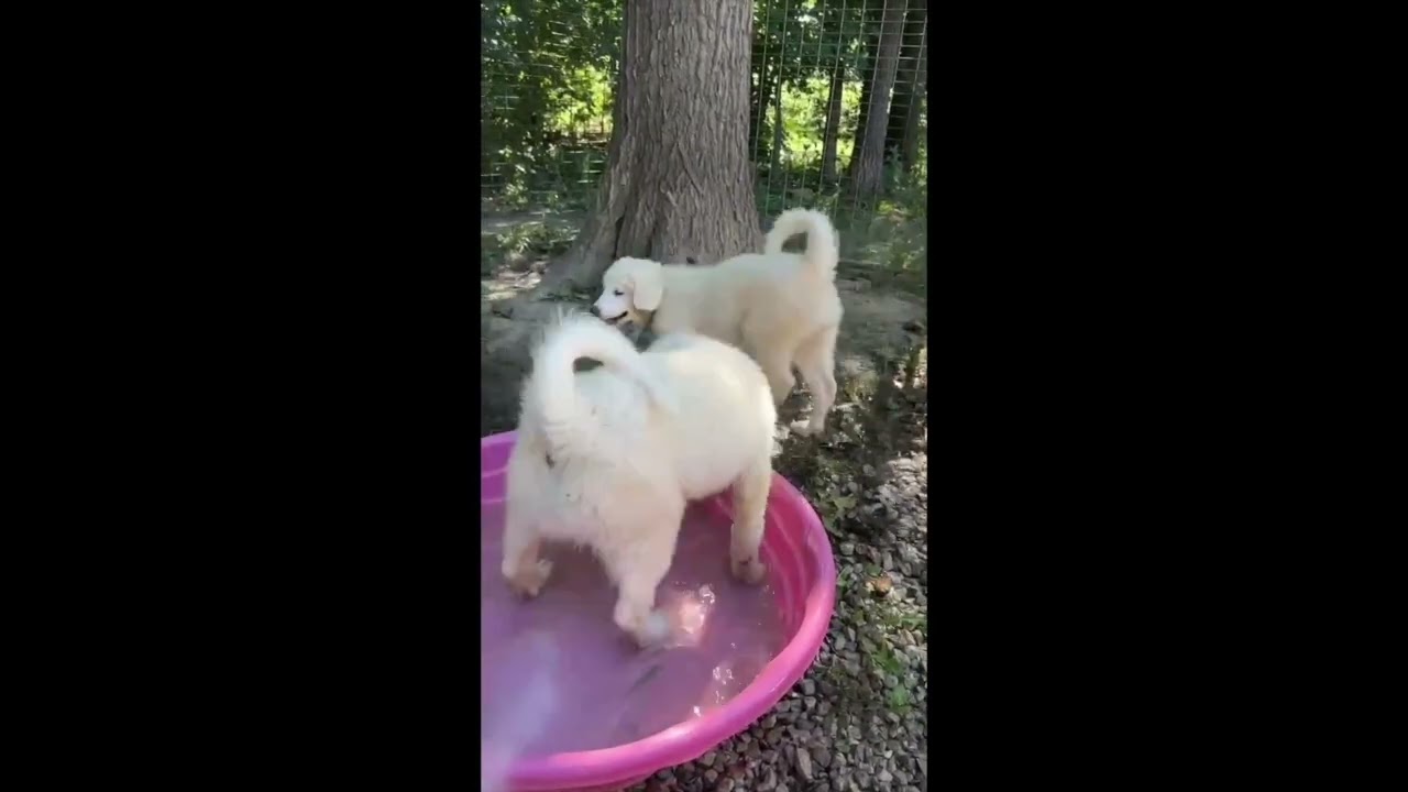 Enlarge Marshmallow in OH - Loves To Play In The Water, a Adopted Great Pyrenees in Bellevue, OH video 4/4