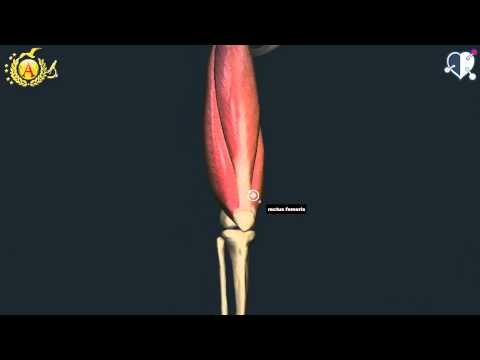 Musculoskeletal System 44: Thigh Muscles