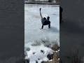 Top 10 Funny Videos Try Not To Laugh Challenge Funny