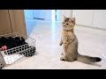 Kitten Kiki Monitors The Washing Machine Because It S Too Loud