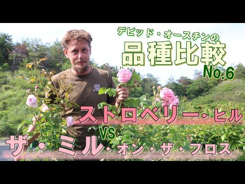 イングリッシュローズ「オセロ」 植物