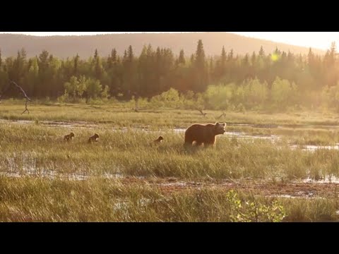 Karhu-Kuusamo - Karhunpennut kiipeilee emon selässä