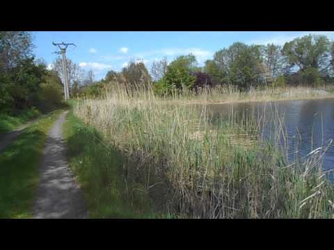 skokan zelený - Rana esculenta 2