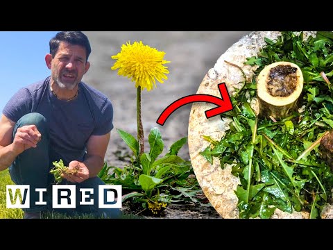 Survival Expert Shows How to Make Dinner from Garden Weeds