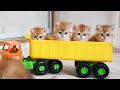 Kittens have fun Riding in a Car 🚗 Test Drive from kittens