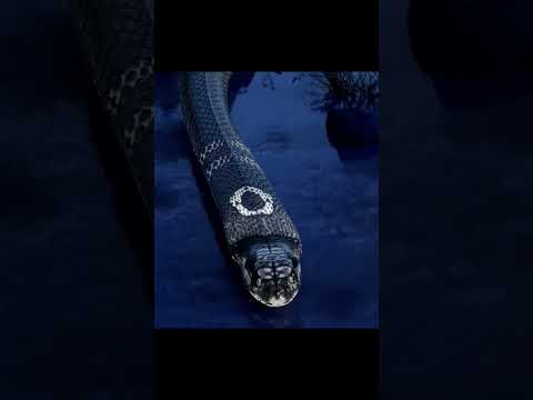 brand new 3d animation anatomy of snakes #shorts #mokkamusic #snakesfacts  #snakes #anatomy