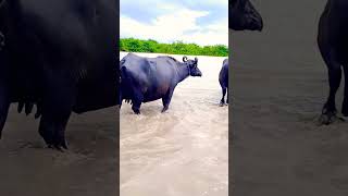 buffalo ka super videos #shorts #viral #buffalo