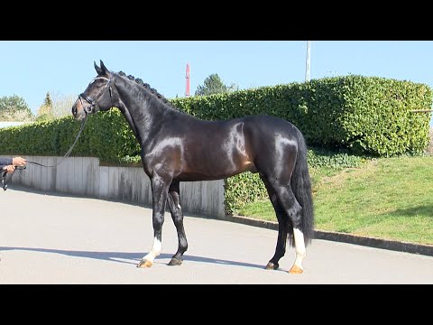 Junghengste im Portrait - Fidano v. Fidertanz - Silvano