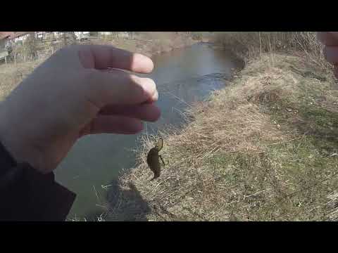 Chub fishing  3/3 Okuma Psycho perch 1-8gr